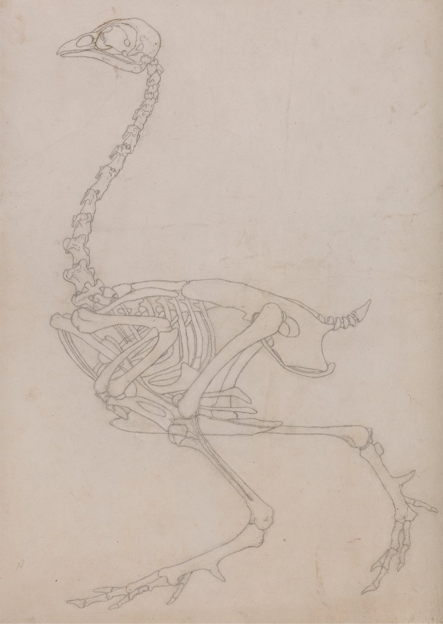 Kanan luuranko, sivunäkymä (Taulukon V avainhahmoa varten laaditun luurangon ääriviivapiirros) tekijältä George Stubbs