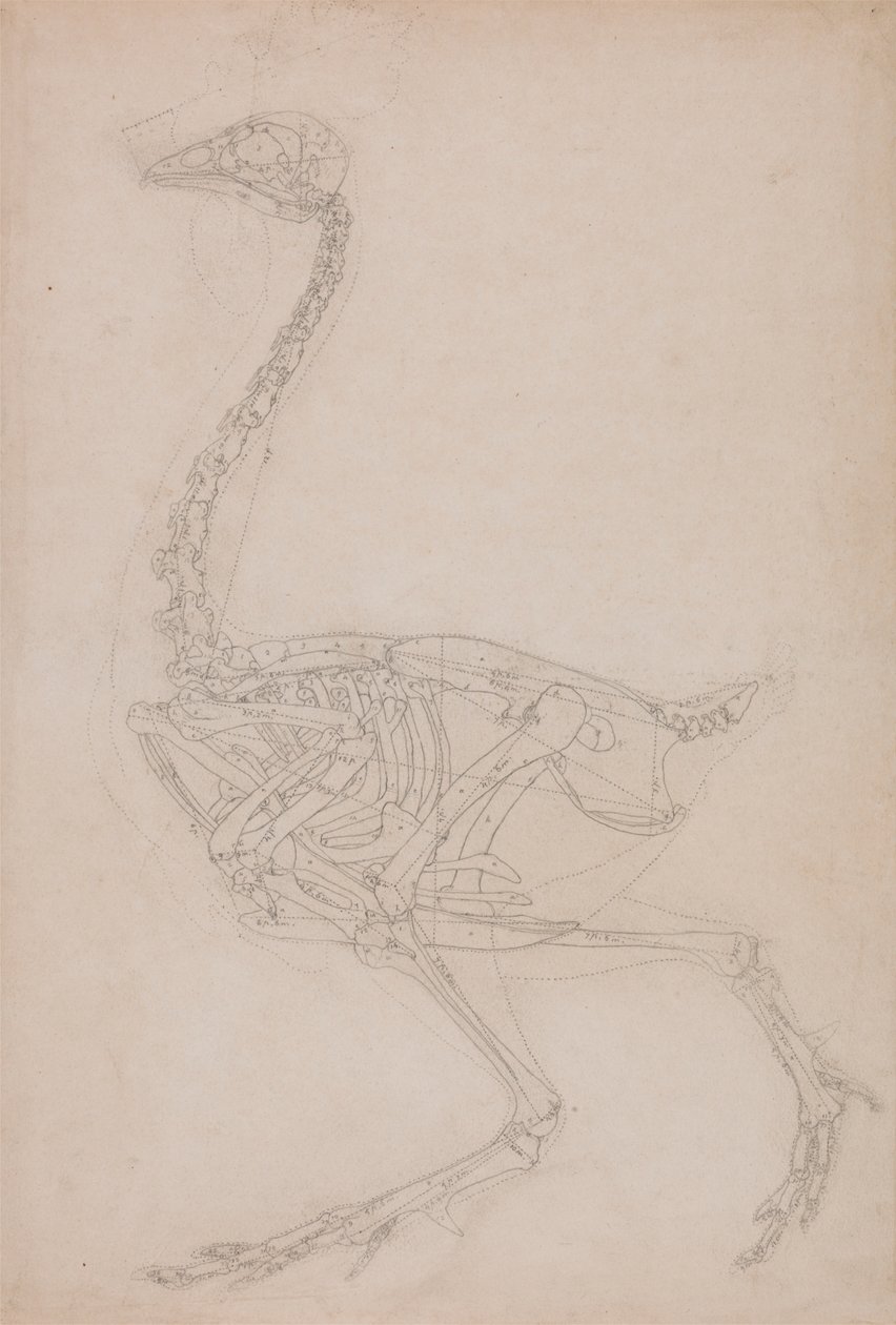 Linnun luuranko, sivunäkymä (luultavasti perustutkimus muissa piirustuksissa käytetyn linnun luurangon suhteista) tekijältä George Stubbs