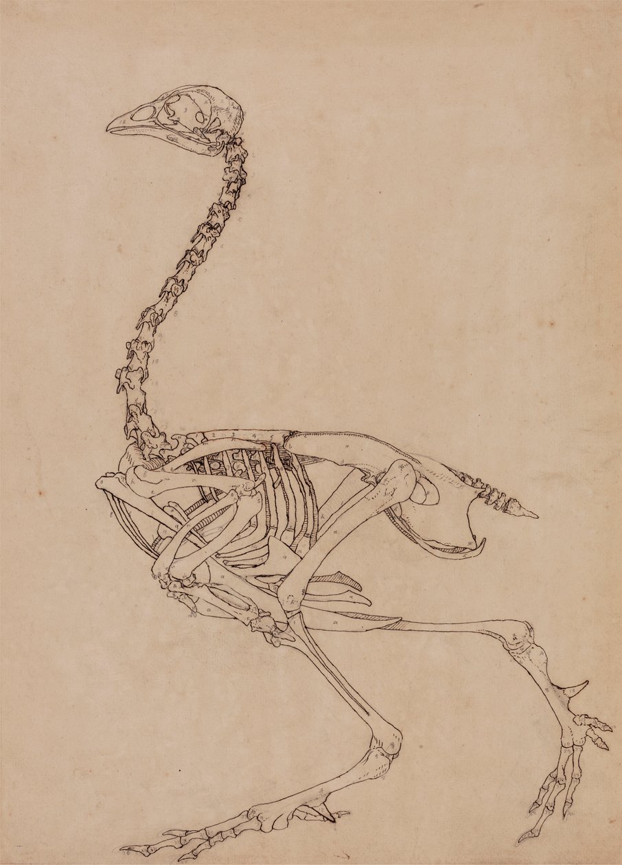 Kanan luuranko, sivunäkymä (tutkimus taulukon V avainhahmosta) tekijältä George Stubbs