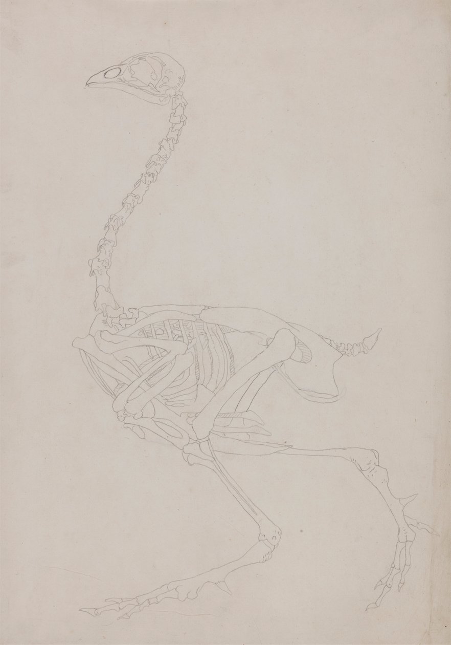 Kanan luuranko, sivunäkymä tekijältä George Stubbs