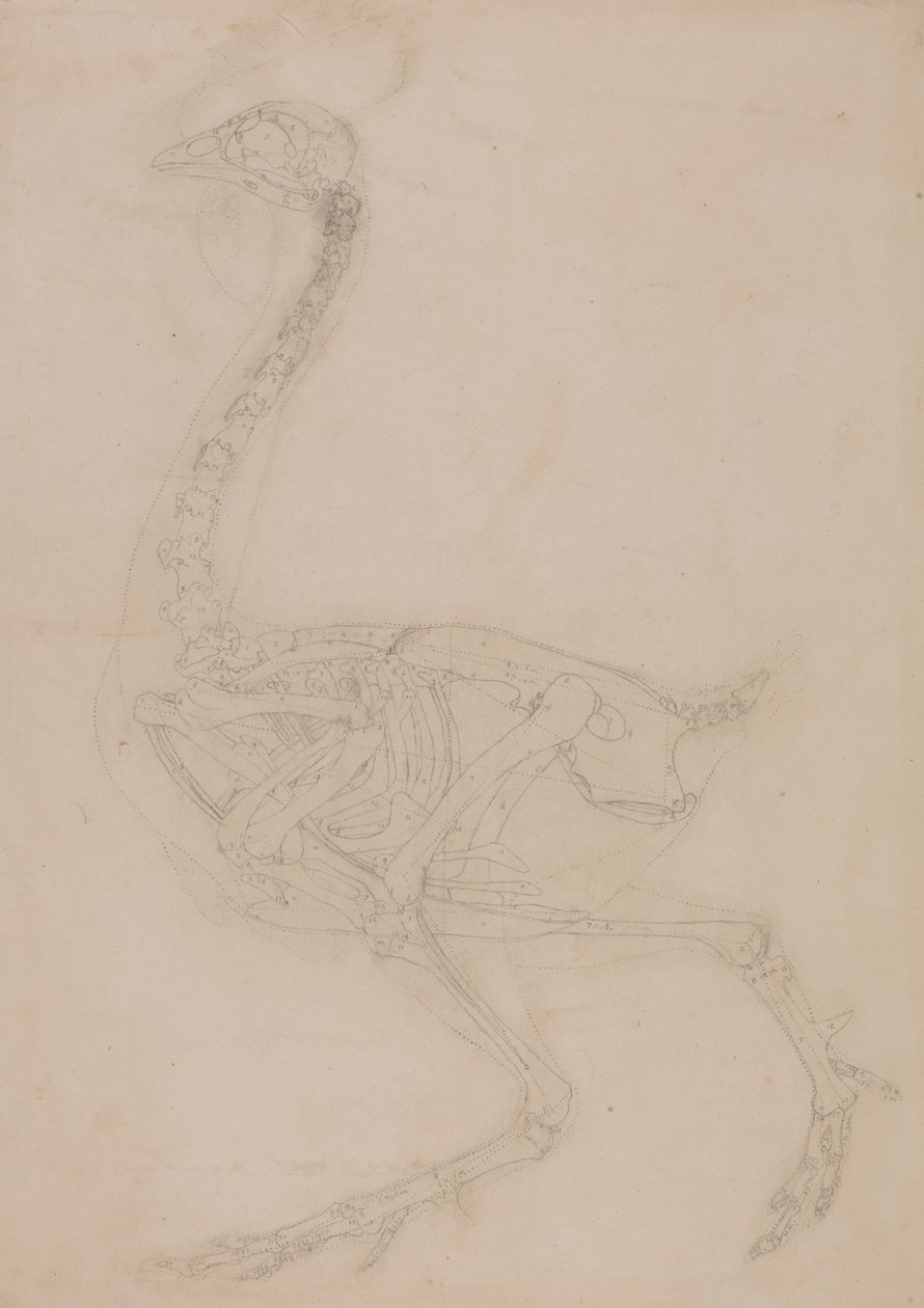 Kanan luuranko, sivunäkymä tekijältä George Stubbs