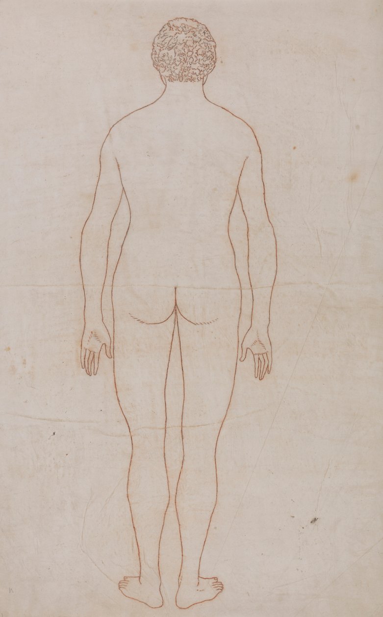 Ihmiskeho, takanäkymä (taulukon VII ääriviivapiirros) tekijältä George Stubbs