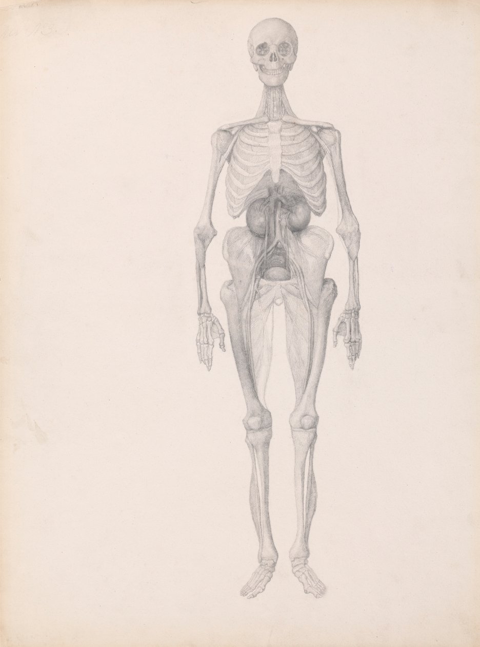 Figura Humana, Visão Anterior (Estudo Concluído do Estágio Final de Dissecção) finlandês tekijältä George Stubbs
