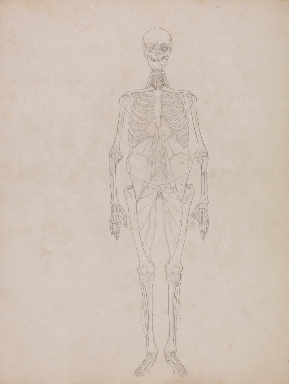 Ihmishahmo, etunäkymä (ääriviiva) tekijältä George Stubbs