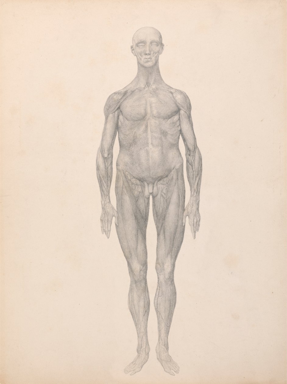 Ihmishahmo, etunäkymä, iho ja alla olevat kasvokerrokset poistettu (valmiit taulukon XI tutkimus) tekijältä George Stubbs