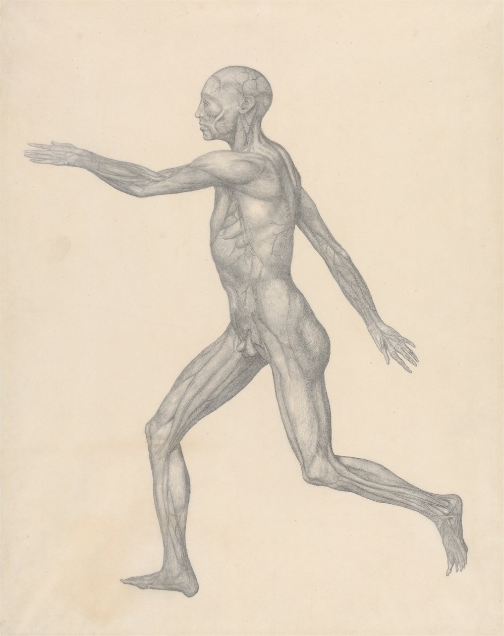 Ihmishahmo, sivusuunnassa, ihon ja alla olevien kasvokerrosten poistamisen jälkeen (valmistunut tutkimus taulukkoa XIII varten) tekijältä George Stubbs