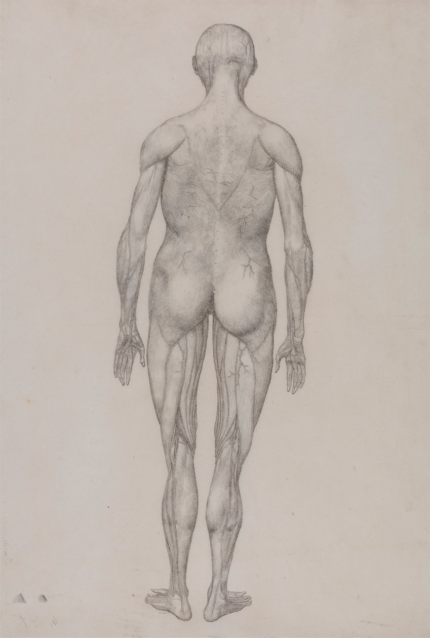 Ihmishahmo, takanäkymä (melkein identtinen taulukon XII valmiin piirustuksen kanssa) tekijältä George Stubbs