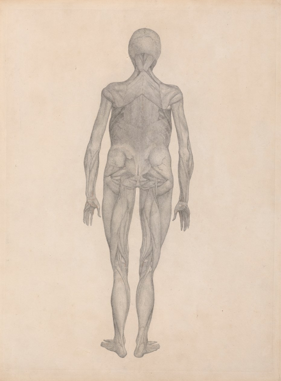 Figura Humana, Vista Posterior (Estudo Finalizado para uma Placa Inédita) finlandês tekijältä George Stubbs