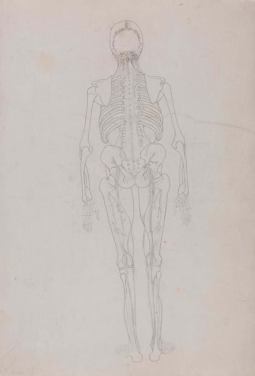 Ihmishahmo, takanäkymä (avainhahmon ääriviivapiirros, joka esittää dissektion viimeistä vaihetta) tekijältä George Stubbs