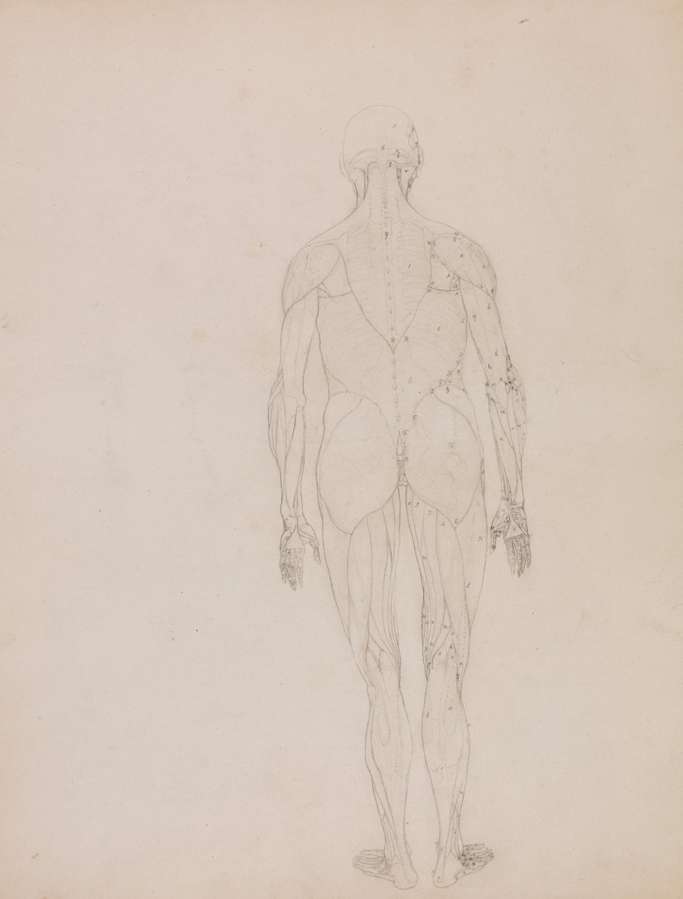 Ihmishahmo, takanäkymä (avainhahmon ääriviivapiirros taulukkoon XII) tekijältä George Stubbs