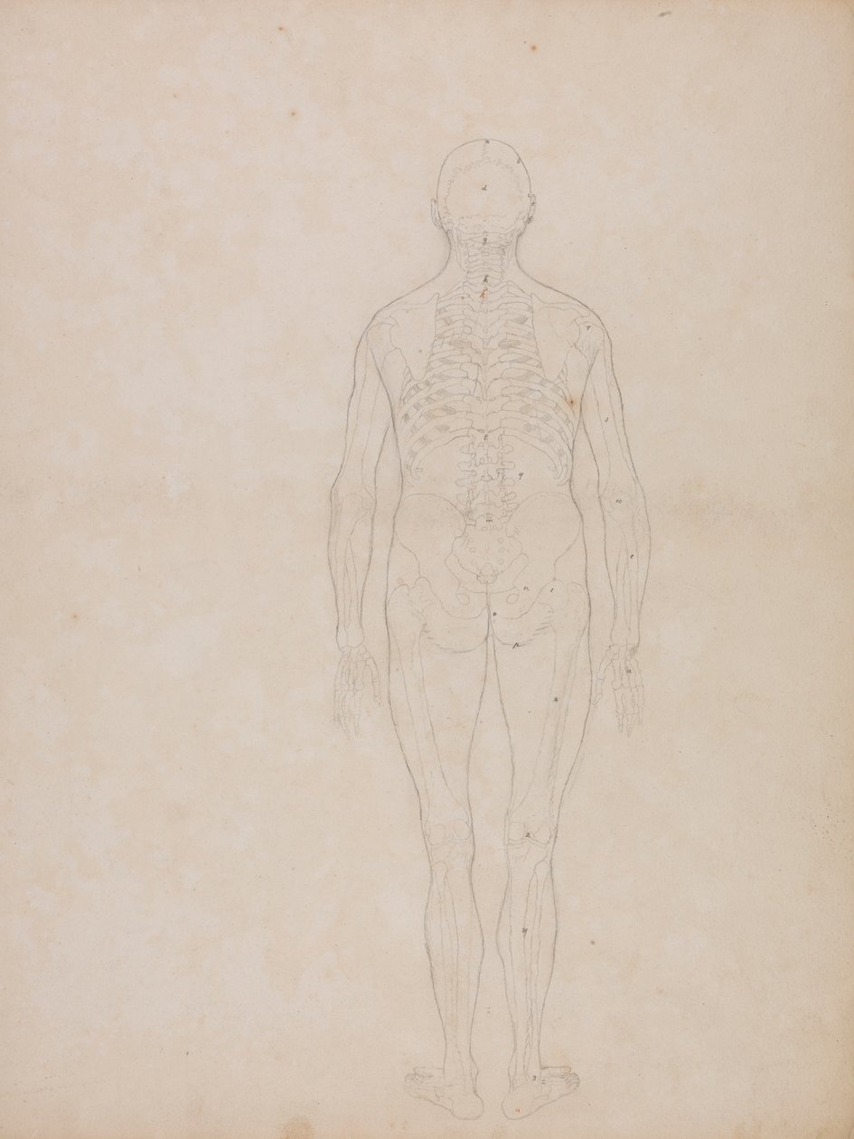 Ihmishahmo, takanäkymä tekijältä George Stubbs