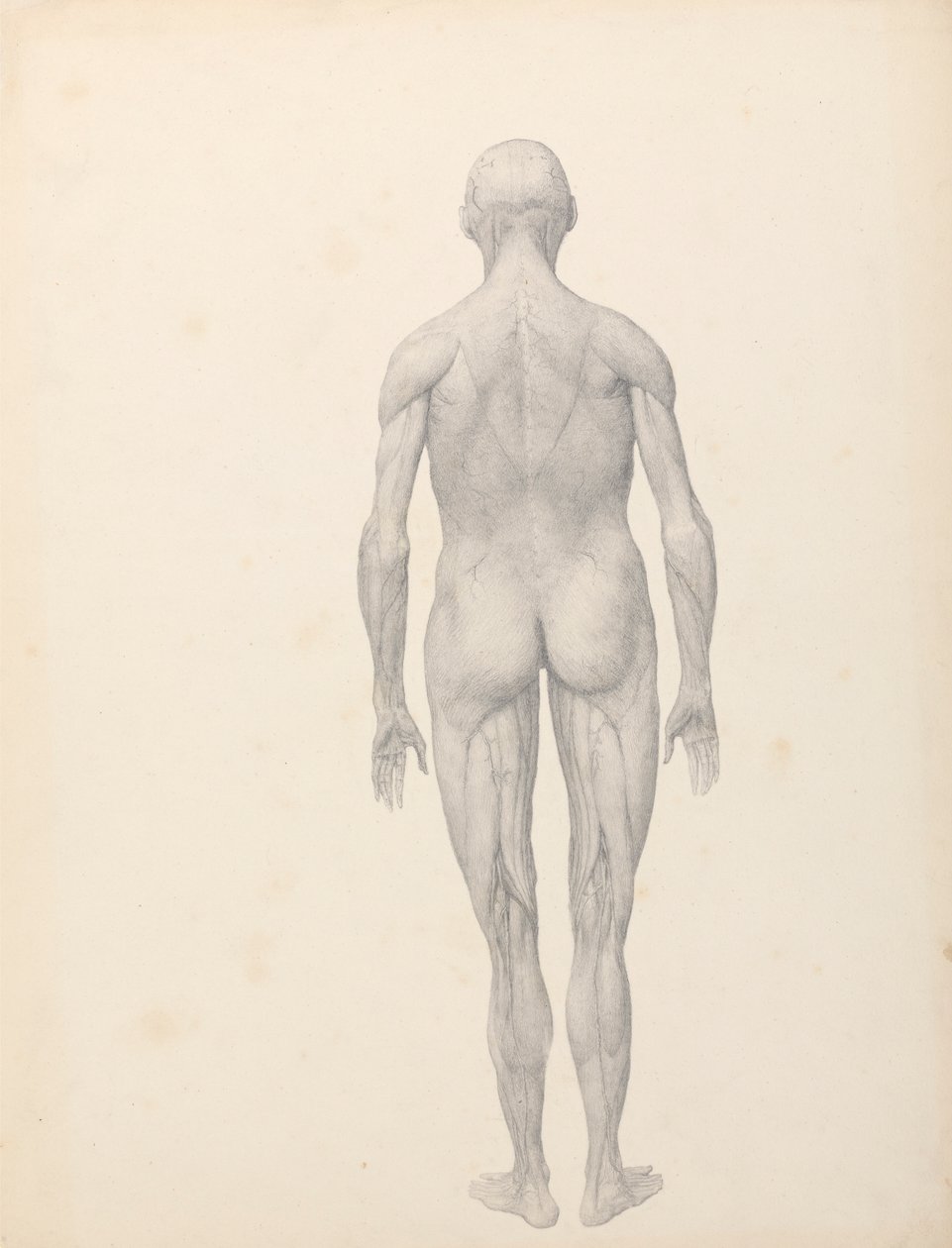 Ihmishahmo, takanäkymä, osittain leikattu (valmiit taulukon XII tutkimus) tekijältä George Stubbs
