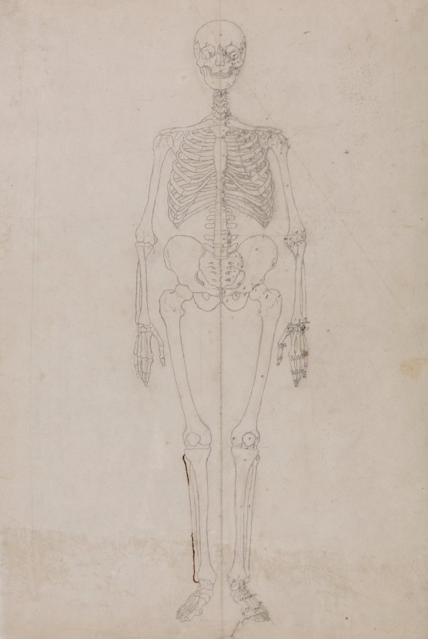 Ihmisen luuranko, etunäkymä (lopullinen tutkimus) tekijältä George Stubbs