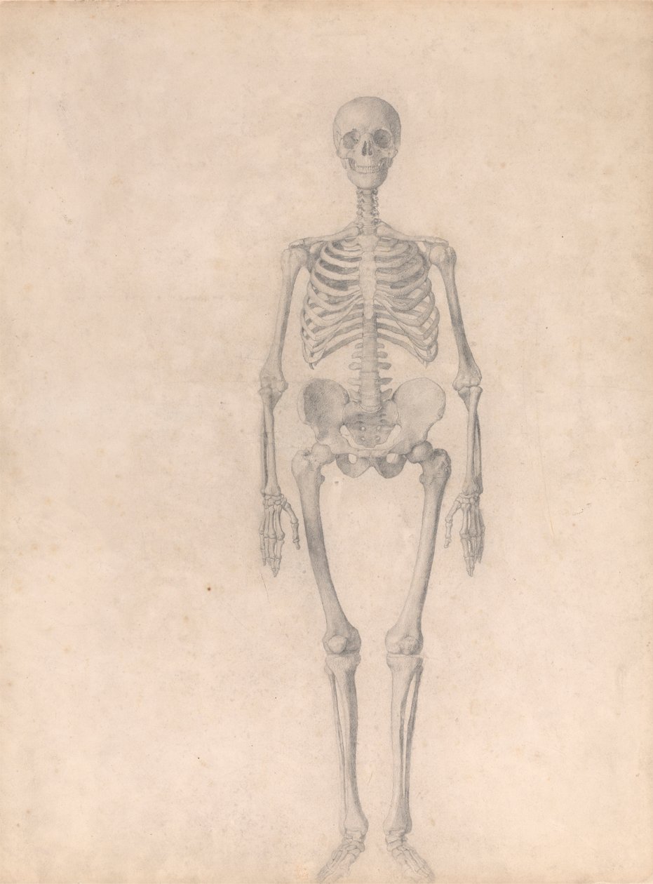 Ihmisen luuranko, etunäkymä (valmistunut tutkimus taulukosta I) tekijältä George Stubbs