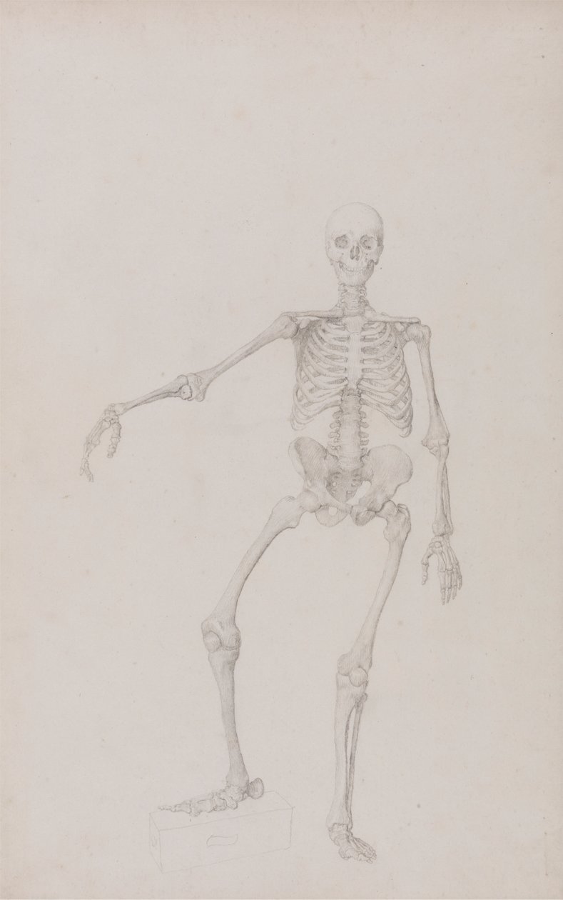 Ihmisen luuranko, näkymä edestä (oikea käsi ojennettuna; valmis tutkimus julkaisemattomasta taulukosta) tekijältä George Stubbs