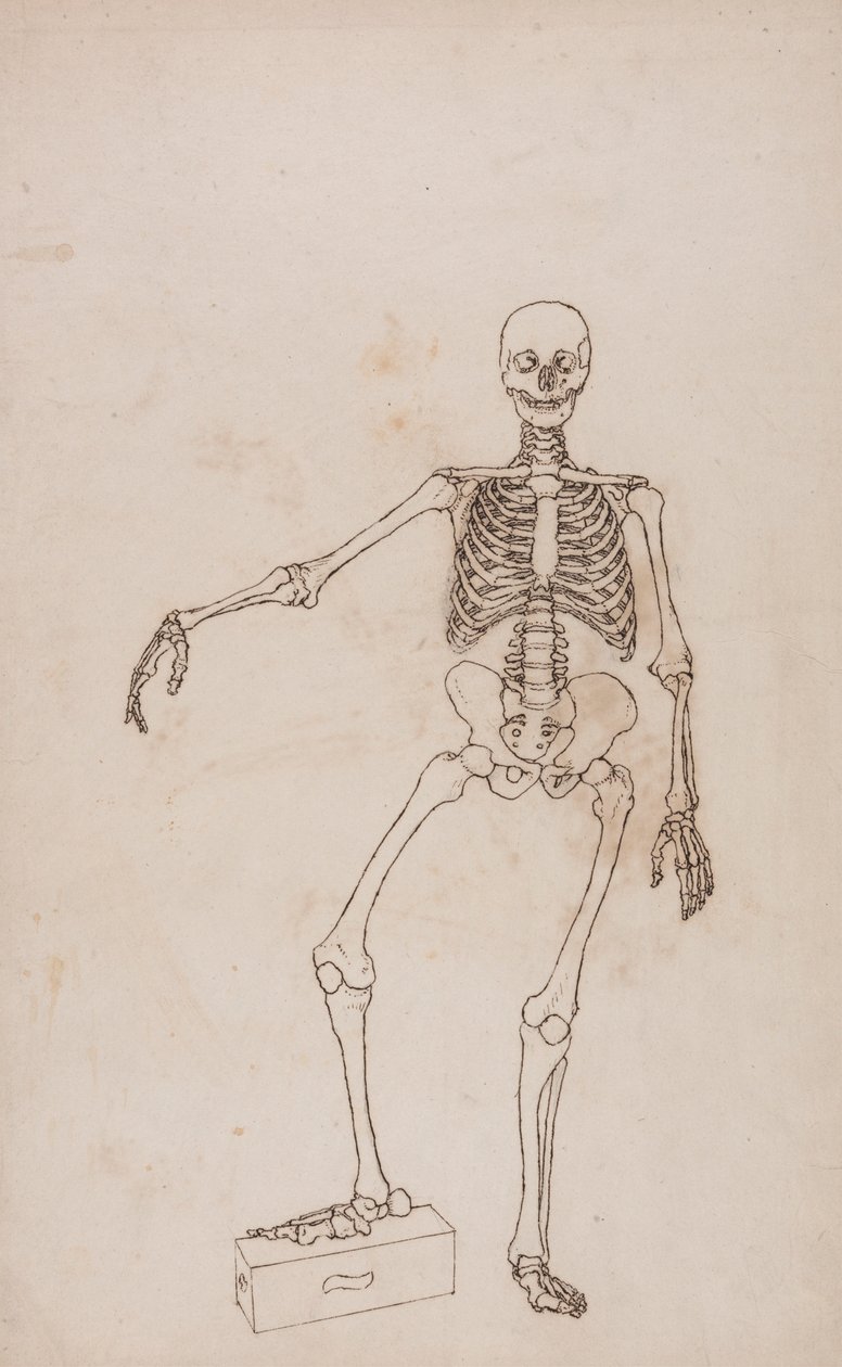 Ihmisen luuranko, etunäkymä tekijältä George Stubbs