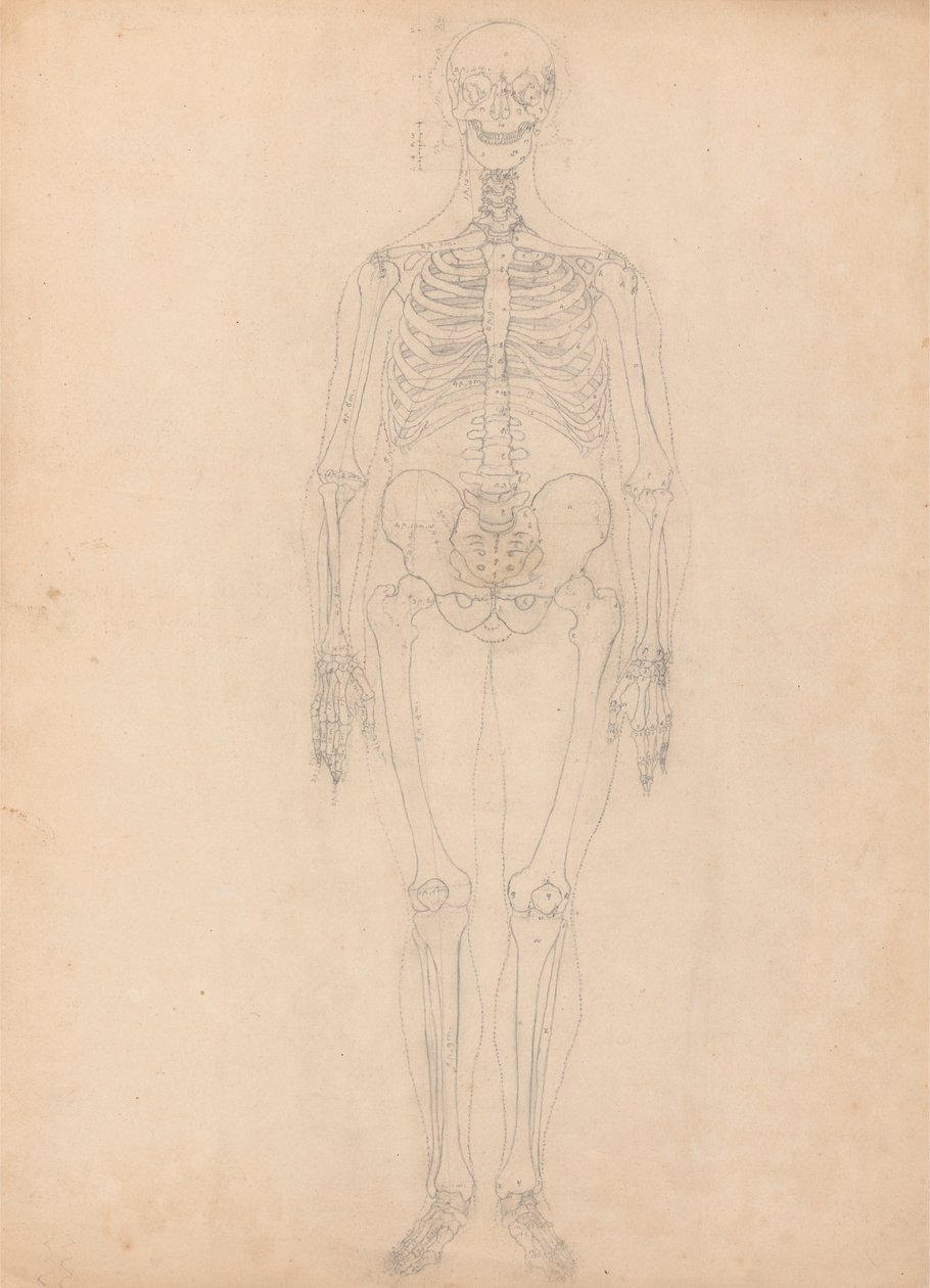 Ihmisen luuranko, etunäkymä tekijältä George Stubbs