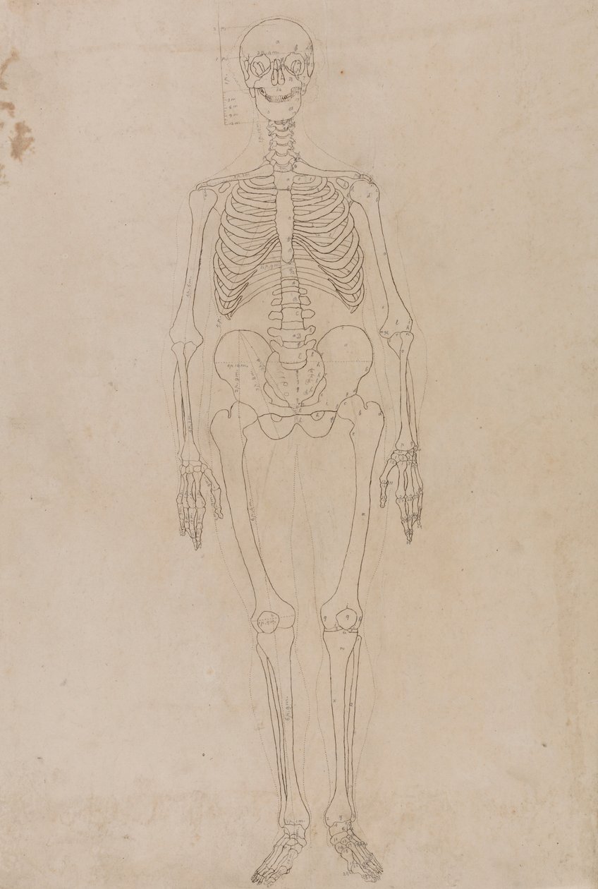 Ihmisen luuranko, etunäkymä tekijältä George Stubbs
