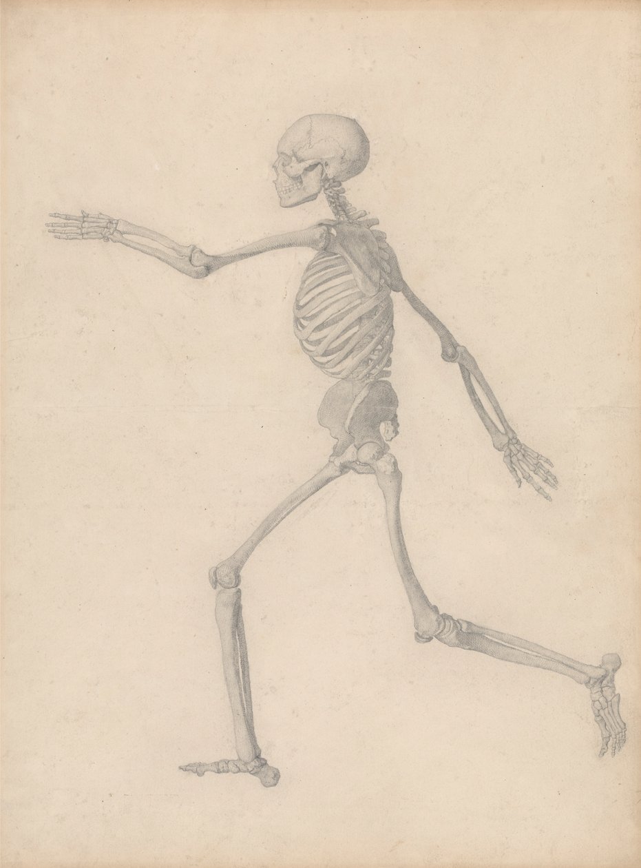 Ihmisen luuranko, sivunäkymä (lähellä taulukon III lopullista tutkimusta, mutta eroaa yksityiskohdista) tekijältä George Stubbs