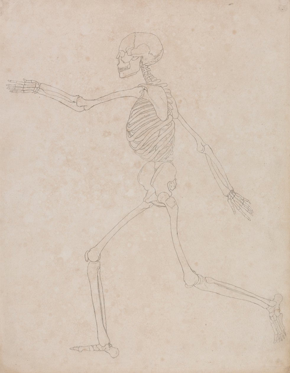 Ihmisen luuranko, sivunäkymä (saatettu alun perin valmisteltu käytettäväksi taulukon III avainhahmona, mutta myöhemmin hylätty) tekijältä George Stubbs