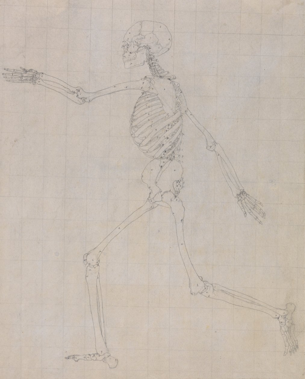 Ihmisen luuranko, sivunäkymä (taulukon III avainhahmon luurangon ääriviivat) tekijältä George Stubbs
