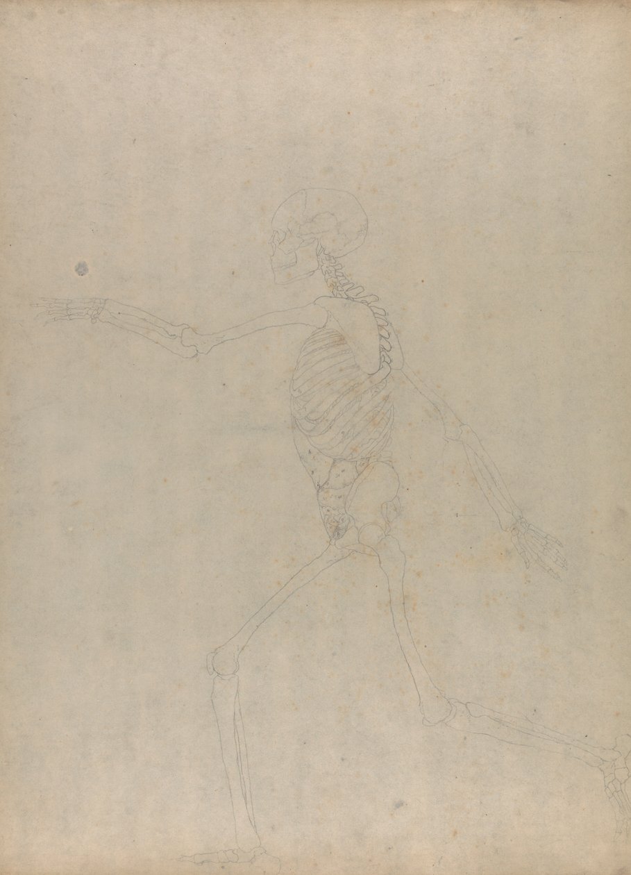 Ihmisen luuranko, sivunäkymä (Tutkimus avainhahmosta julkaisemattomaan taulukkoon, jossa näkyy vatsan sisäelimet) tekijältä George Stubbs