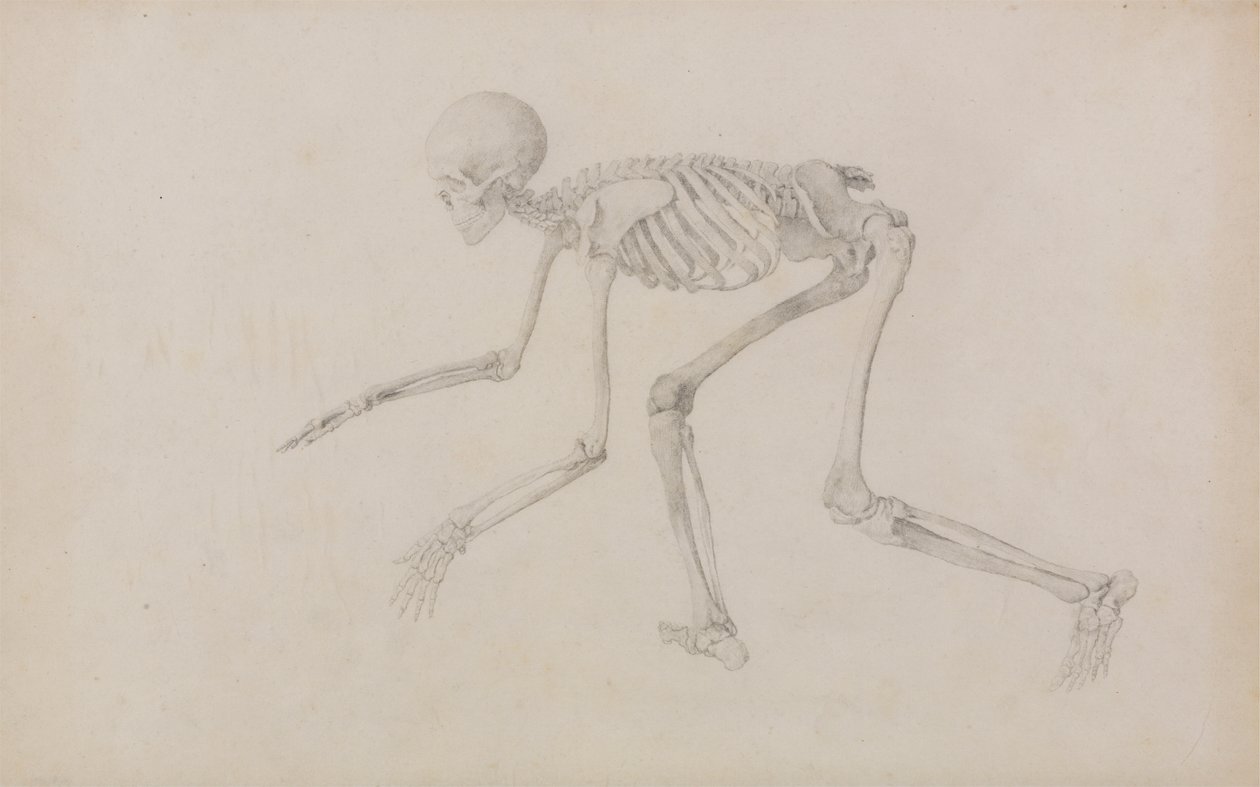 Ihmisen luuranko, sivunäkymä (ryömivässä asennossa; julkaistu julkaisematonta taulukkoa varten valmistunut tutkimus) tekijältä George Stubbs