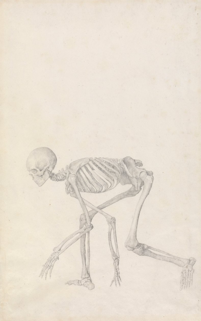 Ihmisen luuranko, sivunäkymä (hiipivässä asennossa; julkaistu julkaisematonta taulukkoa varten valmistunut tutkimus) tekijältä George Stubbs