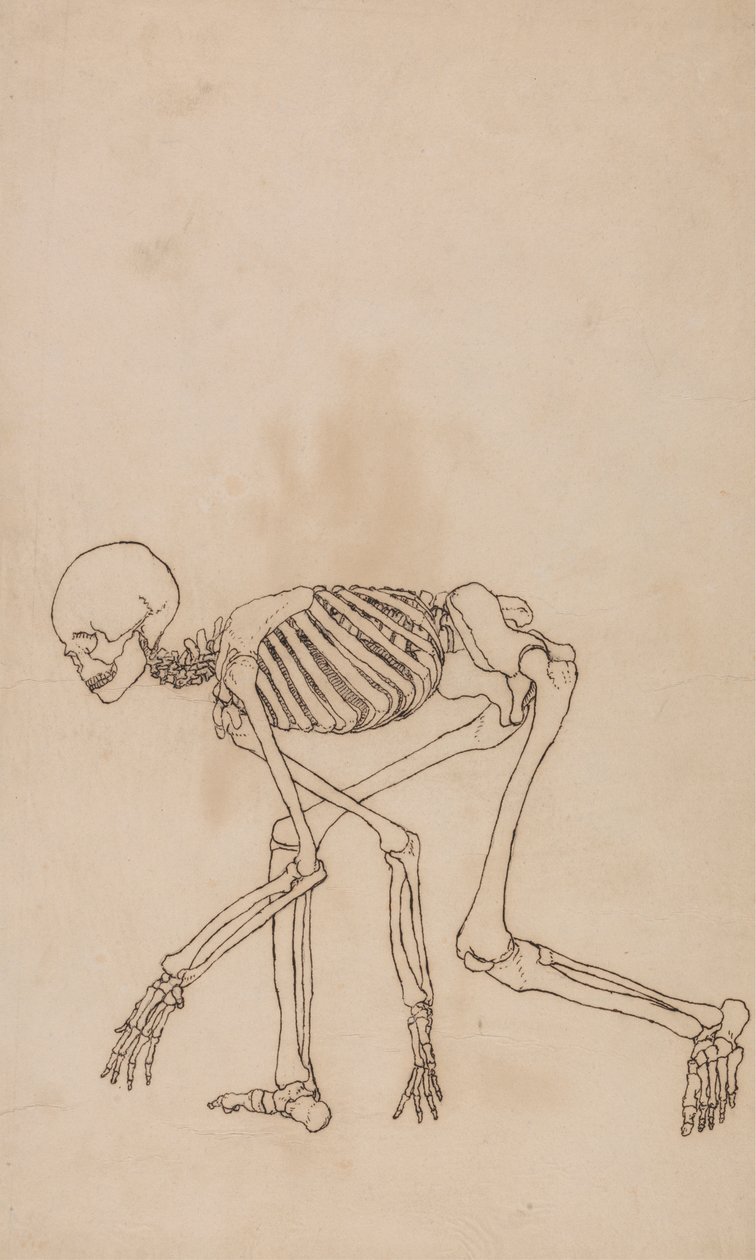 Ihmisen luuranko, sivunäkymä tekijältä George Stubbs