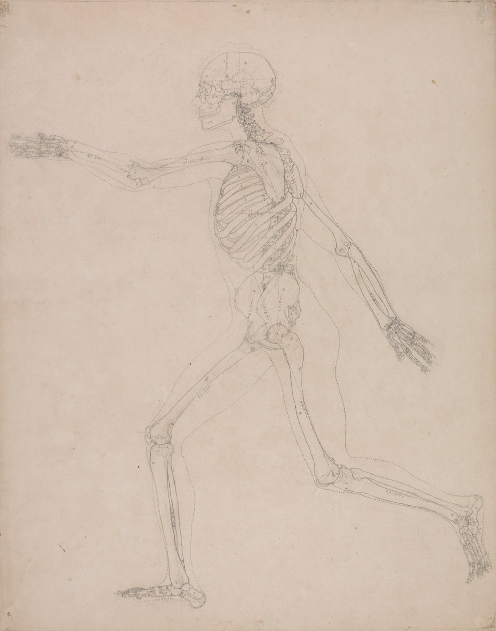 Ihmisen luuranko, sivunäkymä tekijältä George Stubbs