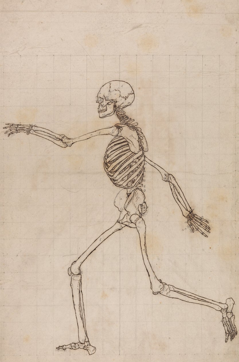 Ihmisen luuranko, sivunäkymä tekijältä George Stubbs