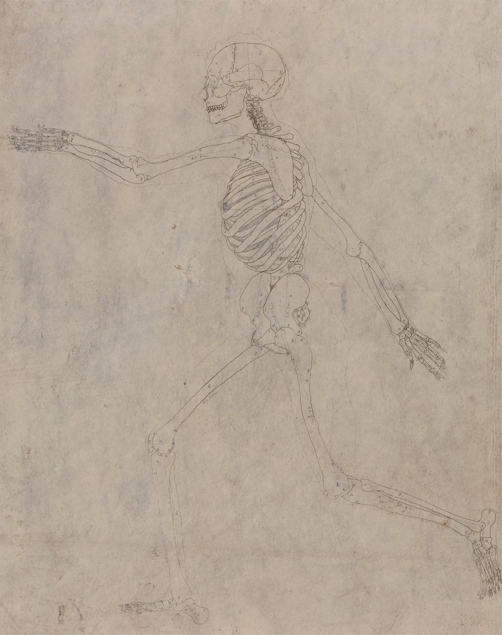 Ihmisen luuranko, sivunäkymä tekijältä George Stubbs