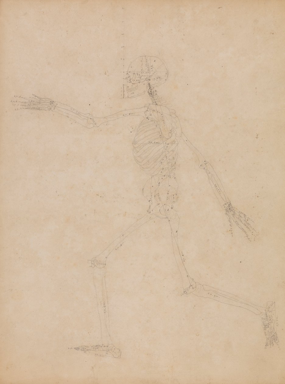 Ihmisen luuranko, sivunäkymä tekijältä George Stubbs