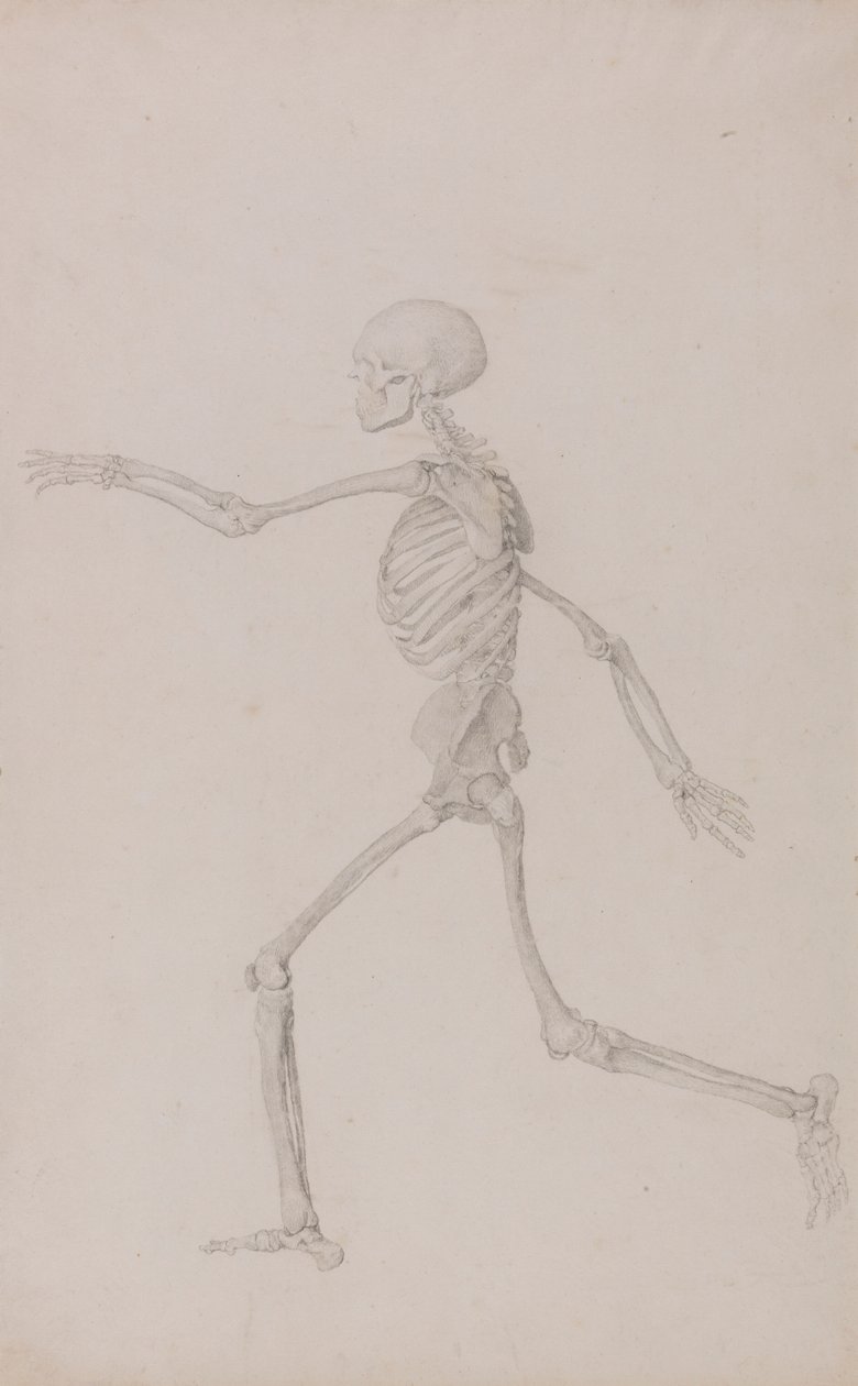 Ihmisen luuranko, sivuttaisnäkymä vasemmalta katsottuna, juoksu (valmistunut tutkimus taulukolle III) tekijältä George Stubbs