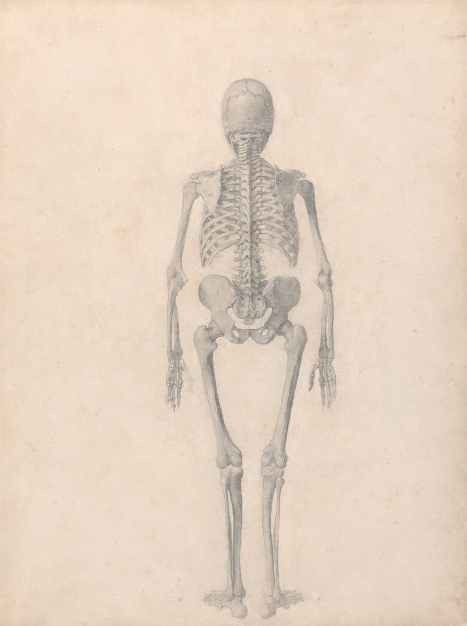 Ihmisen luuranko, takanäkymä (valmistunut tutkimus taulukkoa II varten) tekijältä George Stubbs