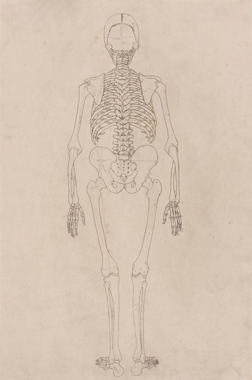 Ihmisen luuranko, takanäkymä (liittyy taulukkoon II) tekijältä George Stubbs