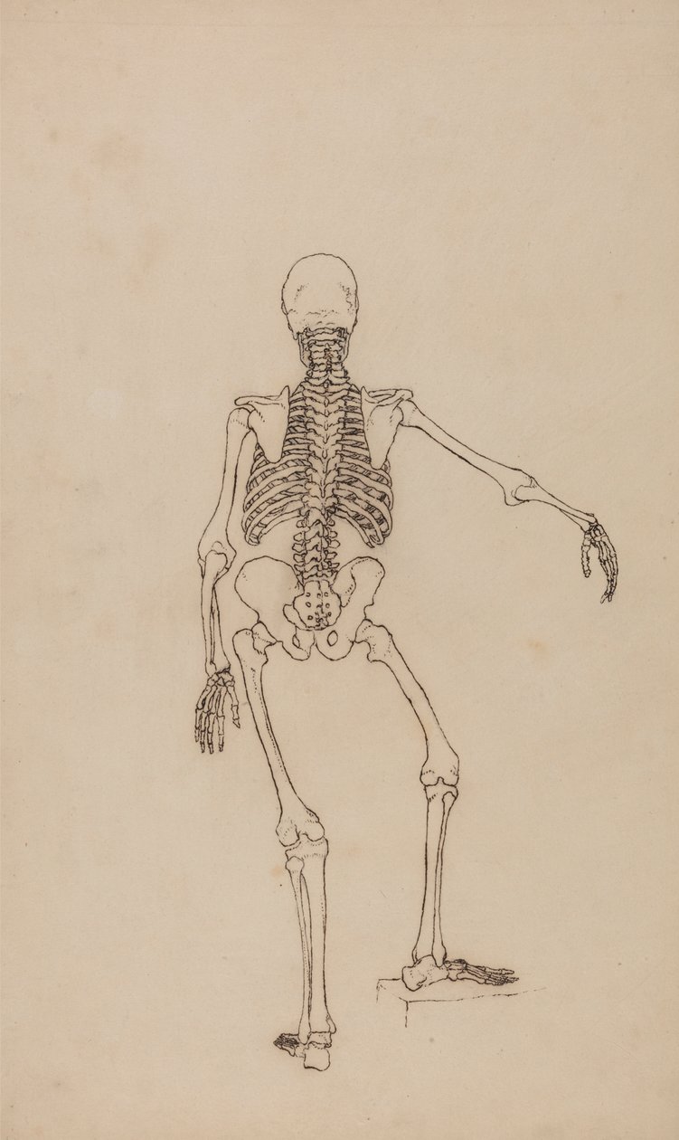 Ihmisen luuranko, takanäkymä tekijältä George Stubbs