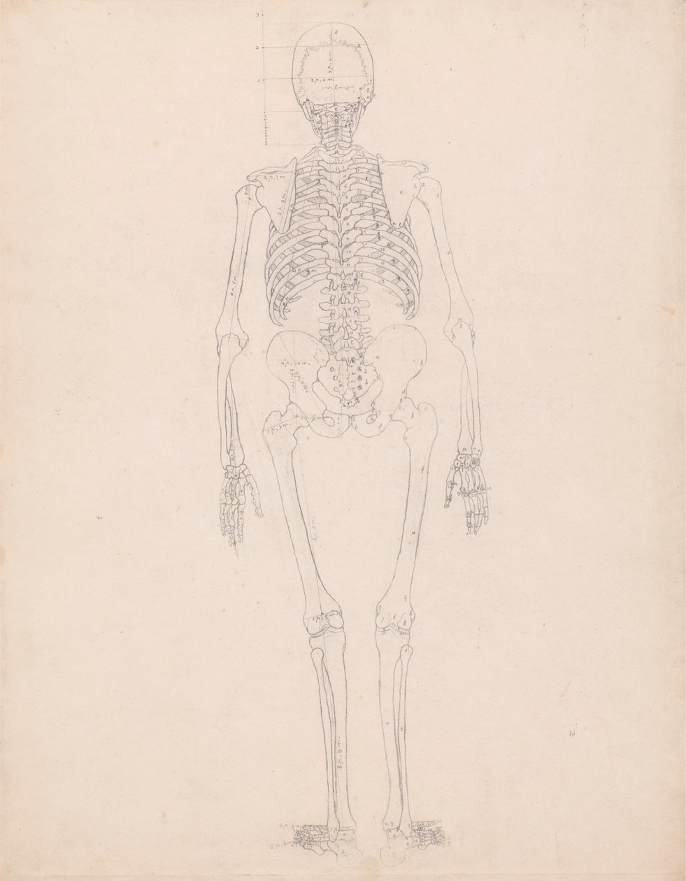 Ihmisen luuranko, takanäkymä tekijältä George Stubbs