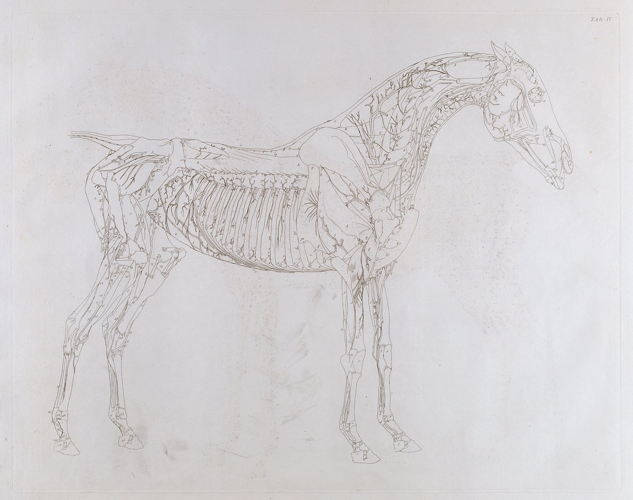 Kuvitus teoksesta "Hevosen anatomia, mukaan lukien erityinen kuvaus luista, rustoista, lihaksista... kahdeksassatoista taulukossa", paina J. Purser, 1766 tekijältä George Stubbs