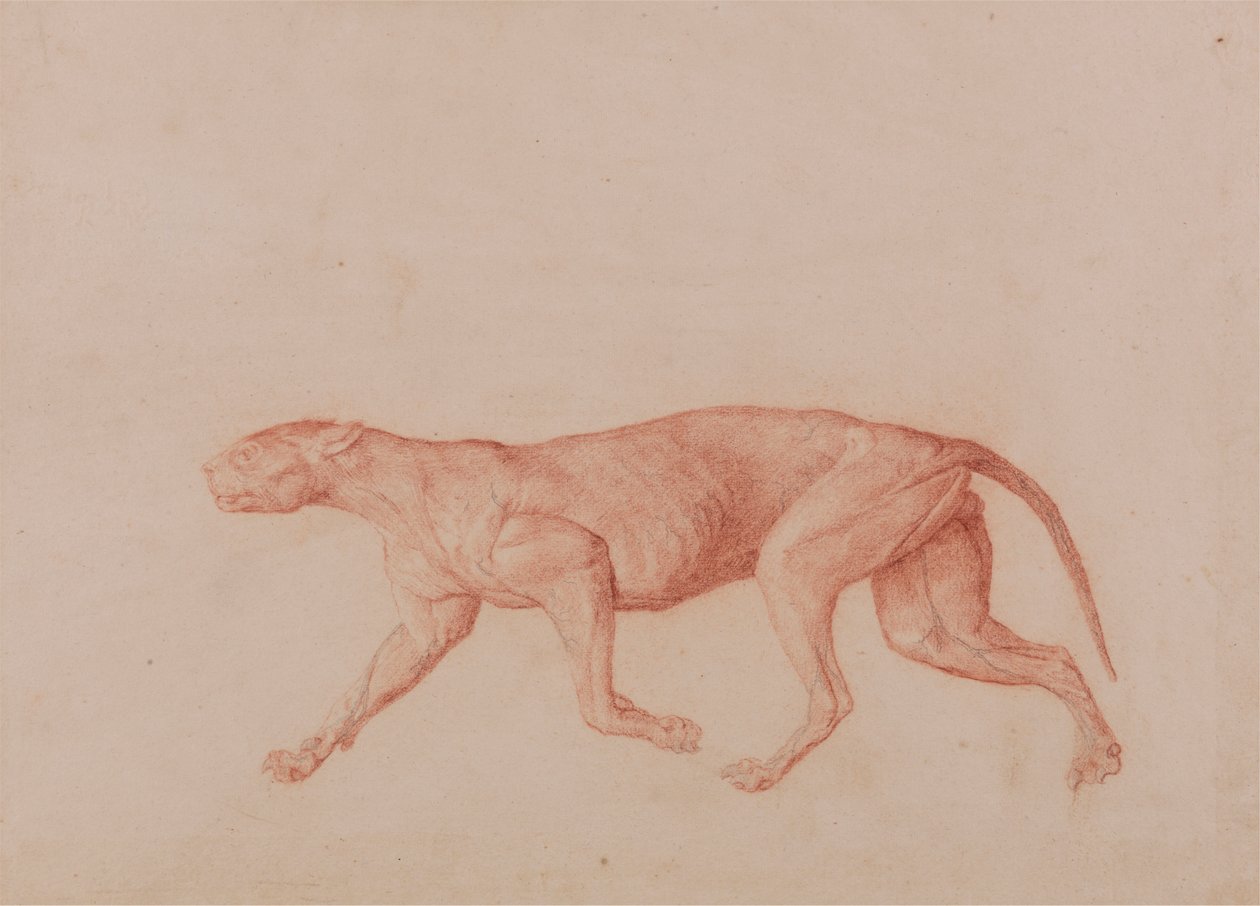 Leopardivartalo, sivunäkymä (ensimmäinen viidestä tutkimuksesta toisesta suuresta kissasta) tekijältä George Stubbs