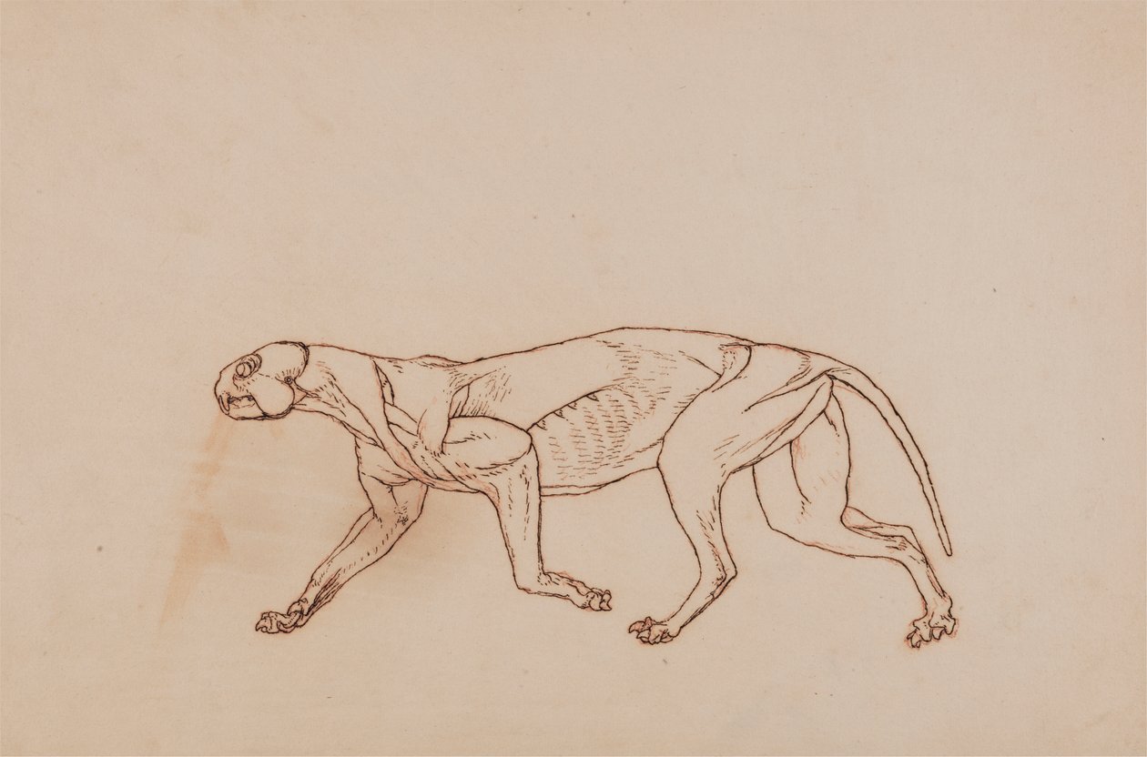 Leopardivartalo, sivunäkymä (leikkauksen myöhemmässä vaiheessa, pinnallinen sidekudos ja korvat poistettu) tekijältä George Stubbs