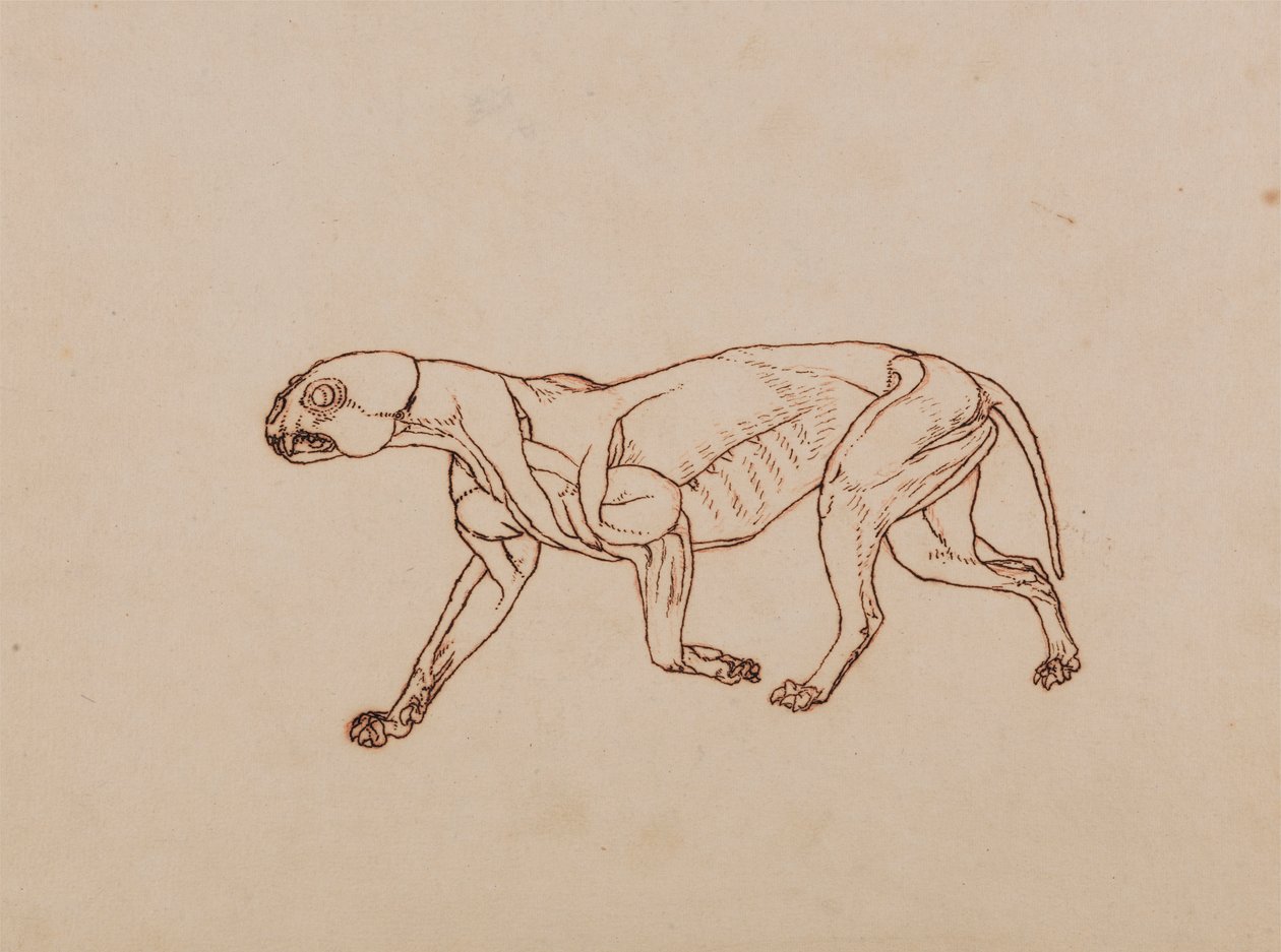 Leopardirunko, sivunäkymä tekijältä George Stubbs