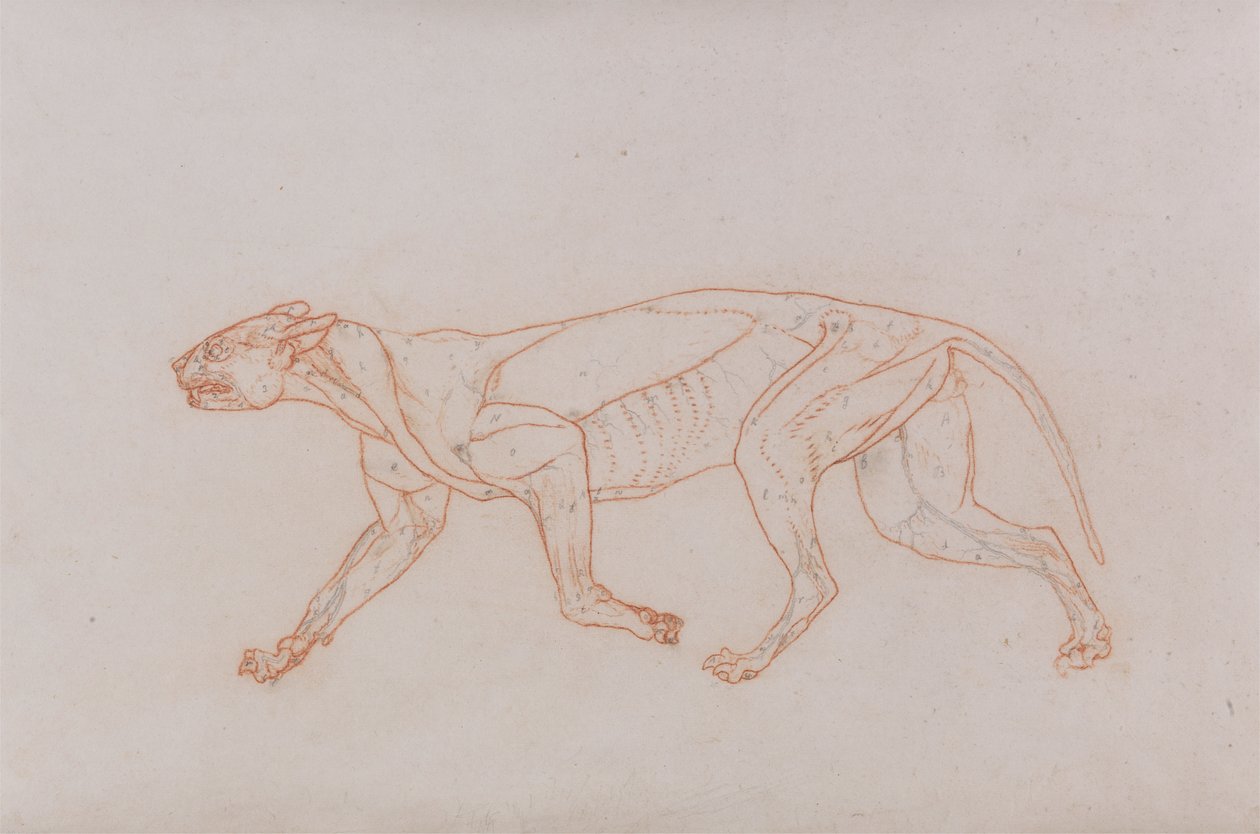 Leopardirunko, sivunäkymä tekijältä George Stubbs