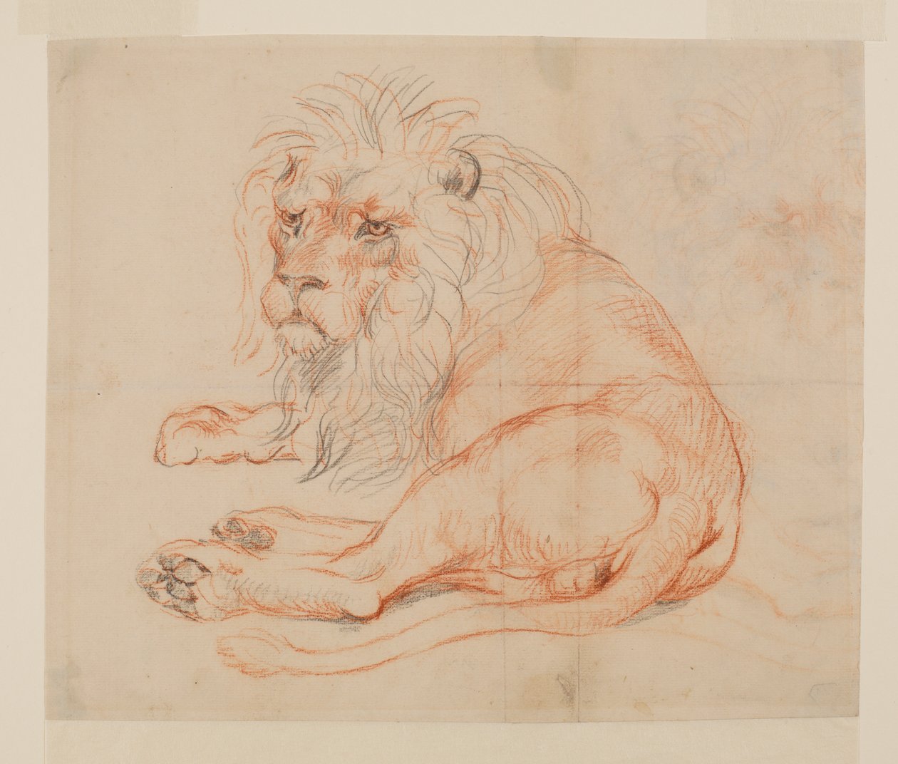 Leijona lepää, recto, 1700- tai 1800-luku tekijältä George Stubbs