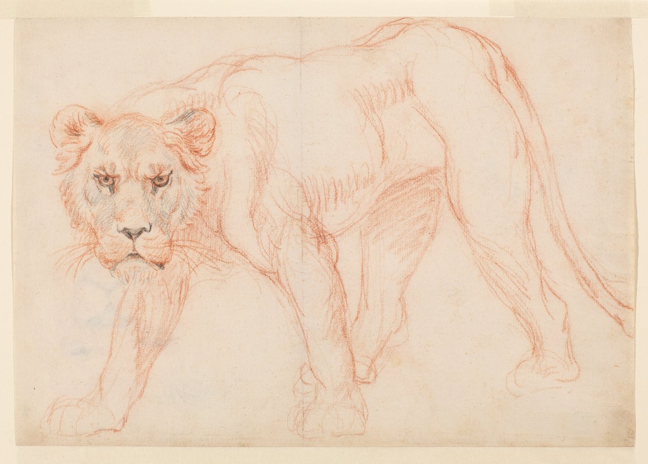 Lioness prowing, recto, 17. tai 1800-luvulla tekijältä George Stubbs