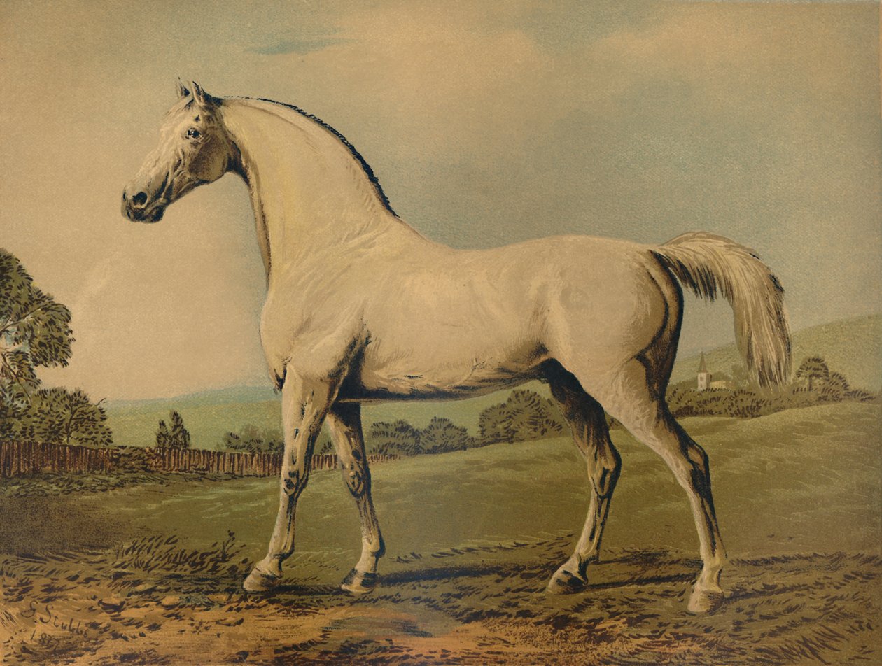 Mambrino. Kasvattaja Lord Grosvenor, 1770-luku, 1879. tekijältä George Stubbs