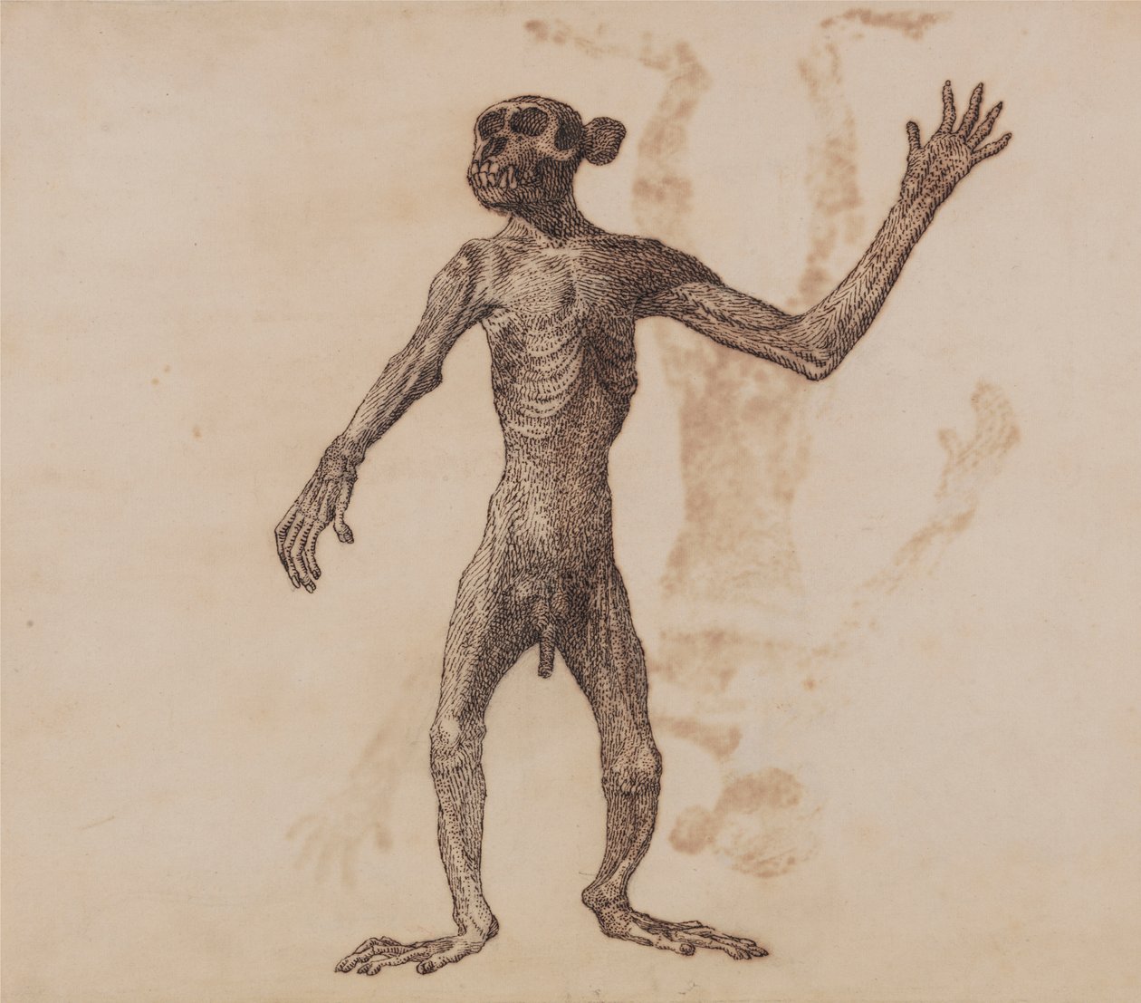 Apina seisoo, näkymä edestä tekijältä George Stubbs