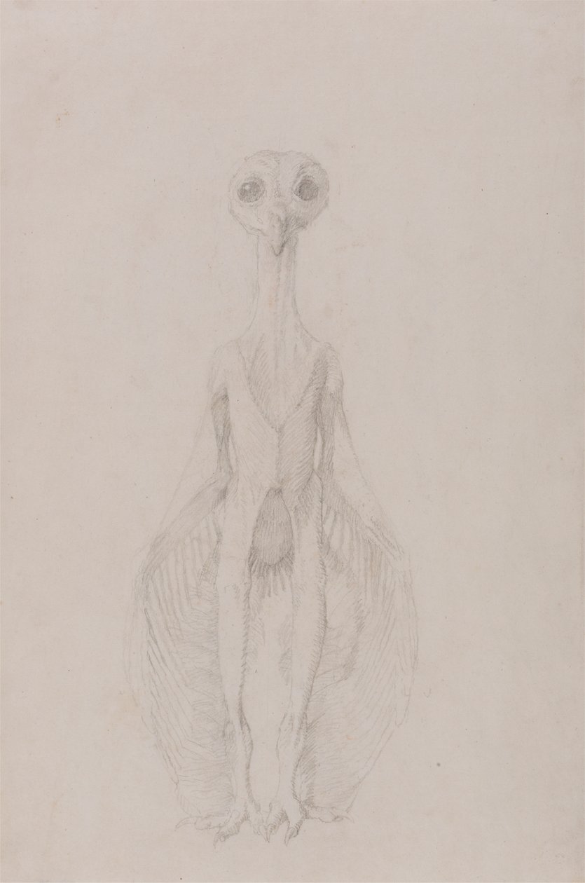 Pöllö seisomassa, näkymä edestä tekijältä George Stubbs