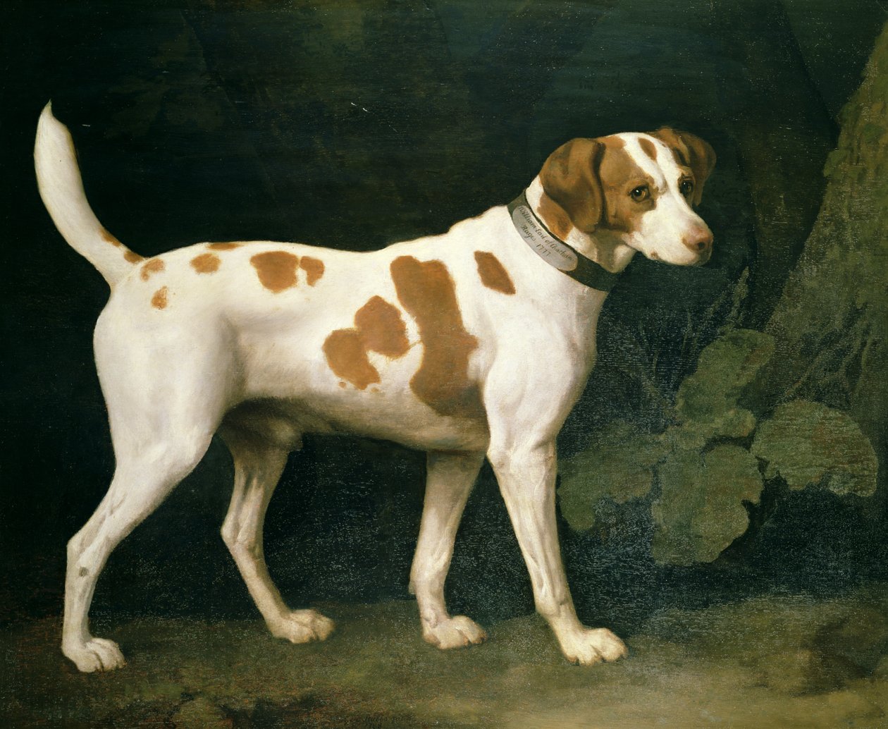 Muotokuva William Pittille kuuluvasta koirasta tekijältä George Stubbs