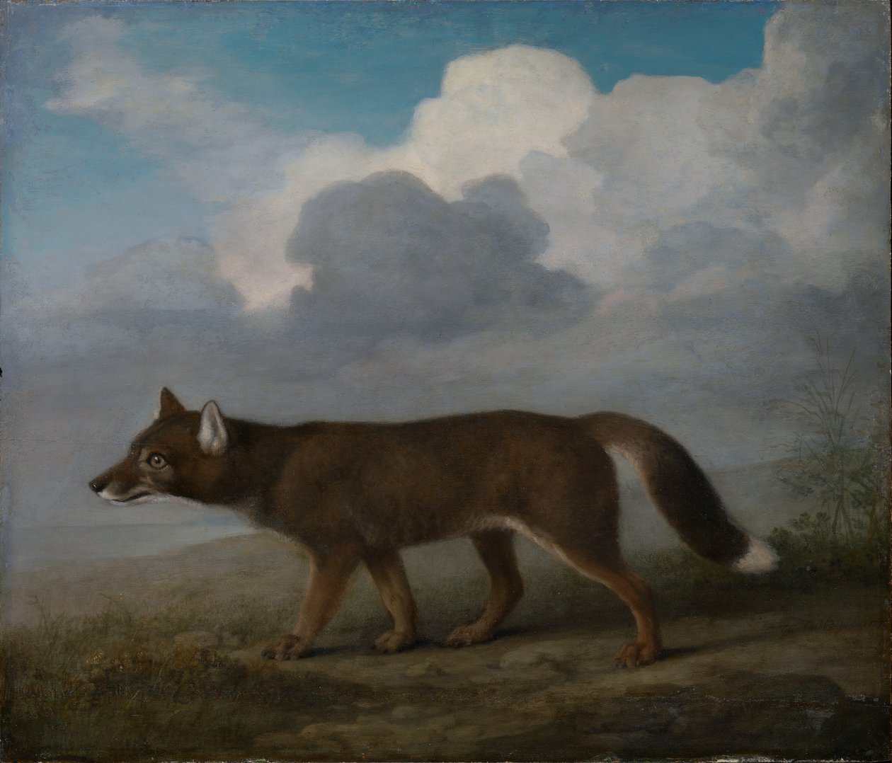 Muotokuva isosta koirasta (Dingo) tekijältä George Stubbs